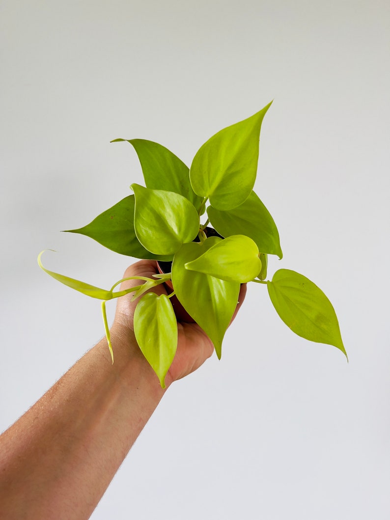 Philodendron Lemon Starter Plant - 2” or 3” Pots - Heartleaf Philodendron - Philodendron Hederaceum ‘Lemon’ - Easy Care Houseplant
