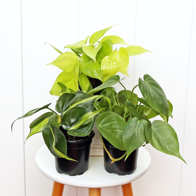 neon heartleaf philodendron LIVE 4” Pots Combo