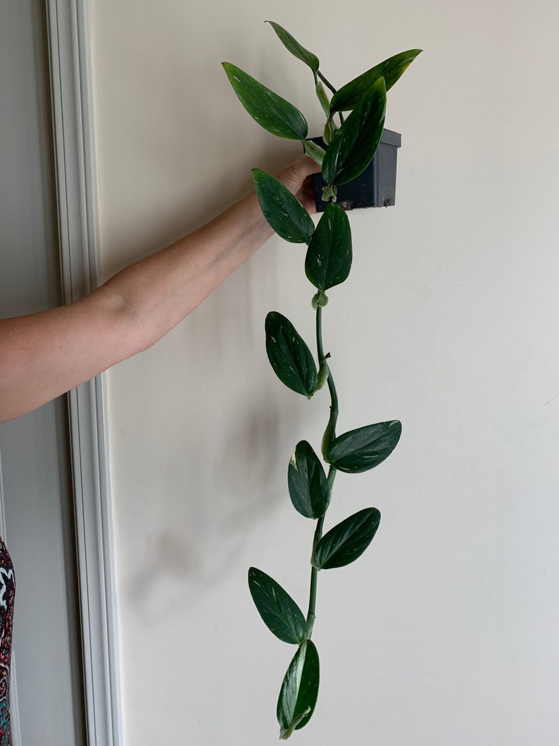 Philodendron Standleyana Albo - Well Rooted Plant - Rare Variegated Houseplant - Philodendron standleyana 'Albo'