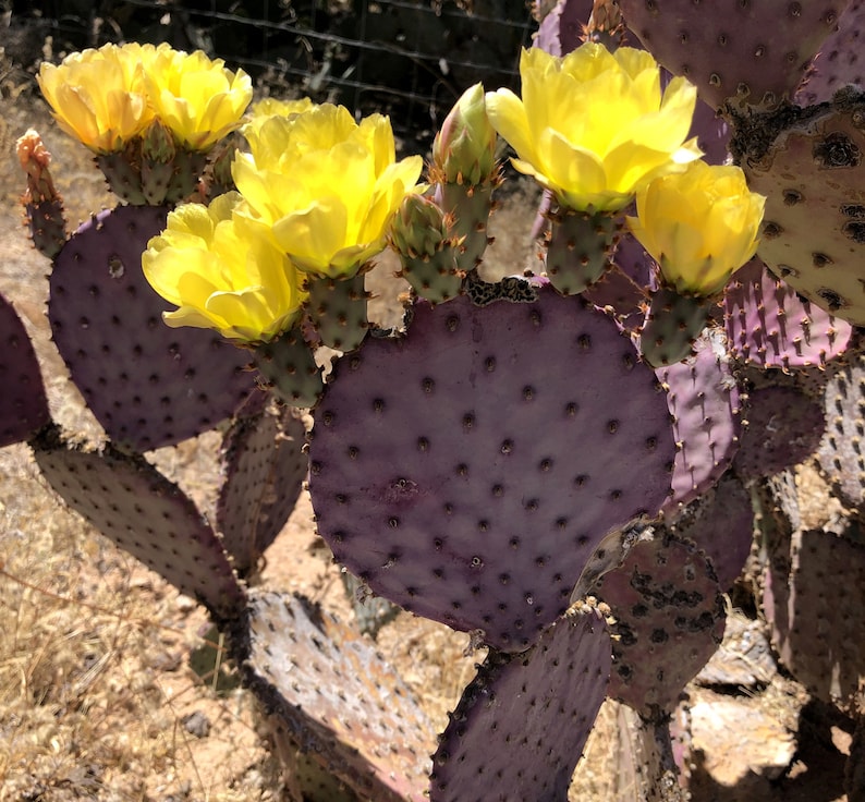 Santa Rita Prickly Pear Seeds 20 Pack - Purple Violet Opuntia chlorotica var. santarita, Opuntia violacea var. santarita