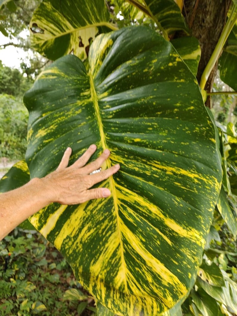 Giant Golden Pothos Cuttings - 10 Pack - Epipremnum aureum - 10-12" Long Indoor/Outdoor Plant Cuttings for Easy Growth