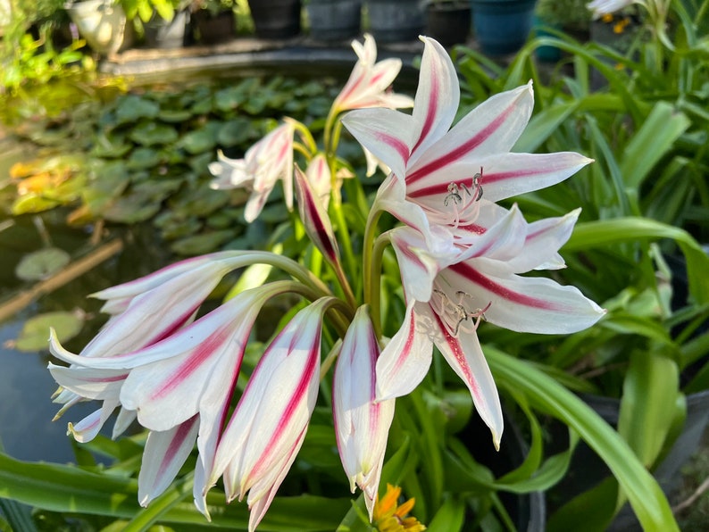Crinum Lily Bulb - Jumbo Blooming-Size, Striped White and Pink - Crinum spp.