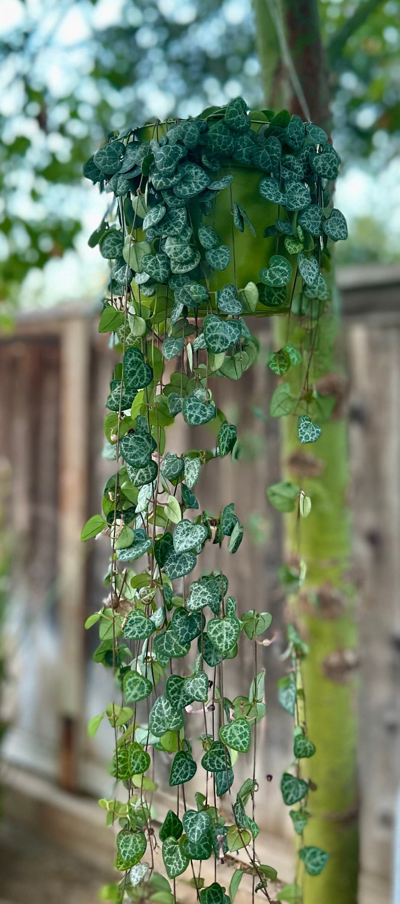 String of Hearts Plant 4" & 6" | Ceropegia Woodii | Trailing Succulent | Indoor Hanging Plant Decor