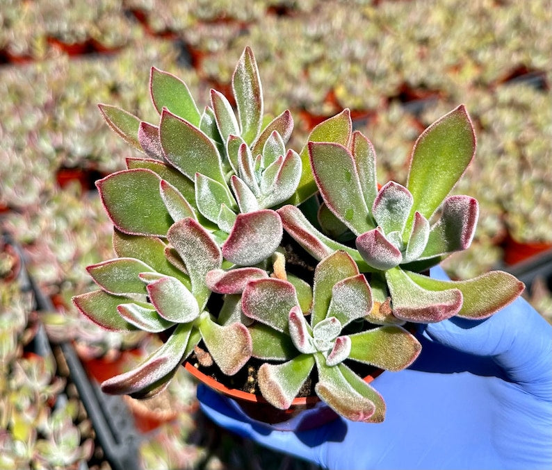 Echeveria Succulent 4" | Echeveria 'Devotion' | Purple Rosette Plant | Easy Care Houseplant