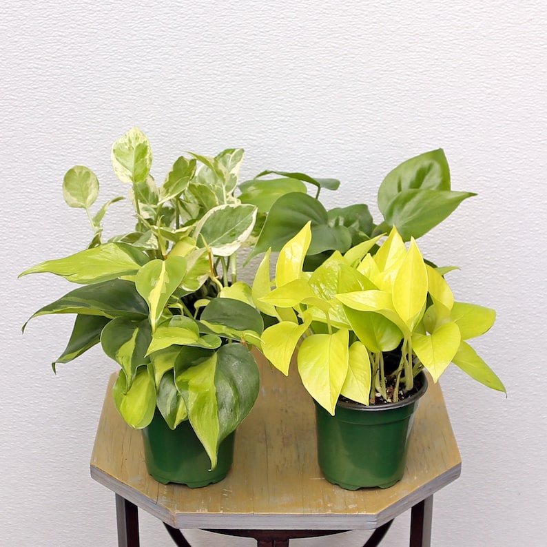 potted trailing plants LIVE 4 Inch Potted Plants Set