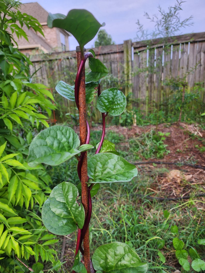 Climbing Malabar Spinach Live Plant - 2 Well-Rooted Indian Spinach - Easy to Grow, Perennial (Basella alba)