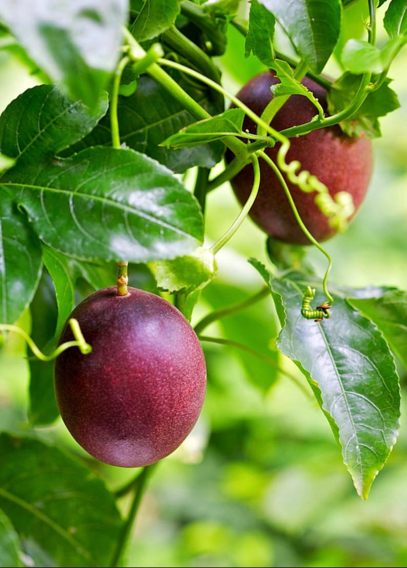 Purple Passion Fruit Starter Plant - Yellow & Purple Varieties - Passiflora Edulis Flavicarpa - Non-GMO & Pesticide Free