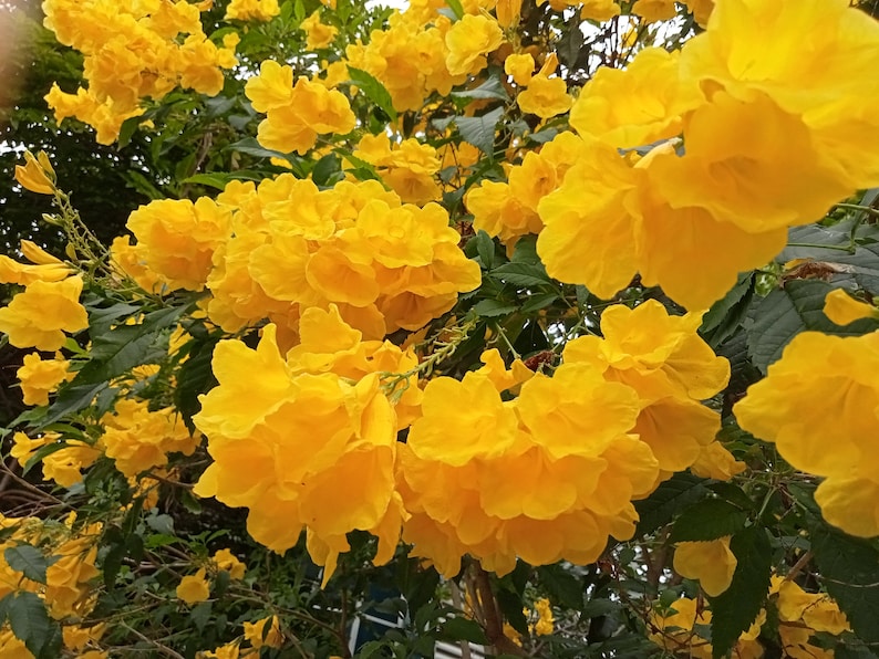 Tecoma Stans Seeds - 20 Yellow Trumpet Flower Seeds, Yellow Elder, Yellow Bells, Ginger Thomas - Free Shipping Over $35