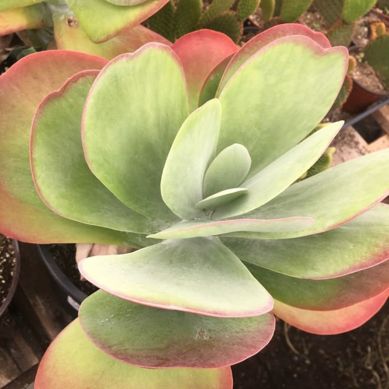 paddle plant seeds Kalanchoe luciae Flapjack Succulent Plant - Paddle Plant - Madagascar