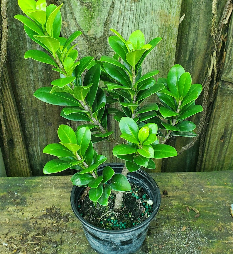 Ficus Compacta Bonsai Starter - Live Plant - Pre Bonsai - Ficus microcarpa - Outdoor Grown, Minor Blemishes Possible