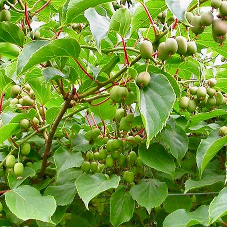 Live Kiwi Plant - Compact Climber - Hardy Kiwi Variety - Actinidia arguta - Ships May 2025 - Delicious, Smooth-Skinned Fruit