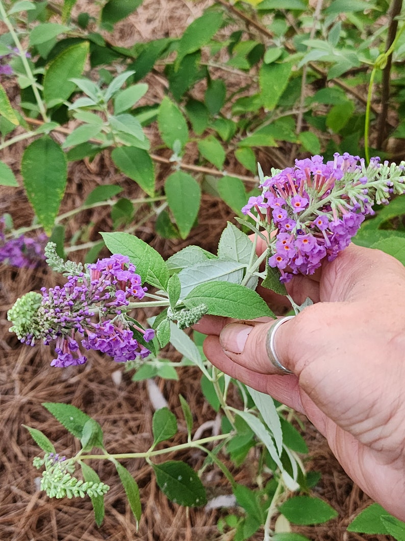 butterfly bush seeds planting Rooted Butterfly Bush Starter Plant - Well Rooted Live Plant