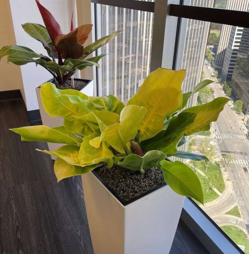 Philodendron Moonlight Plant - 6 Inch Pot - Bright Green Foliage