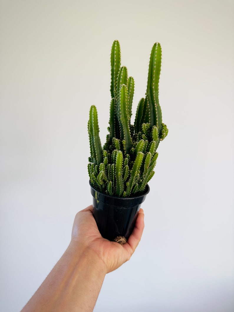 Fairy Castle Cactus - 4” Pot - Easy Care Houseplant - Ideal Beginner Plant - Opuntia microdasys