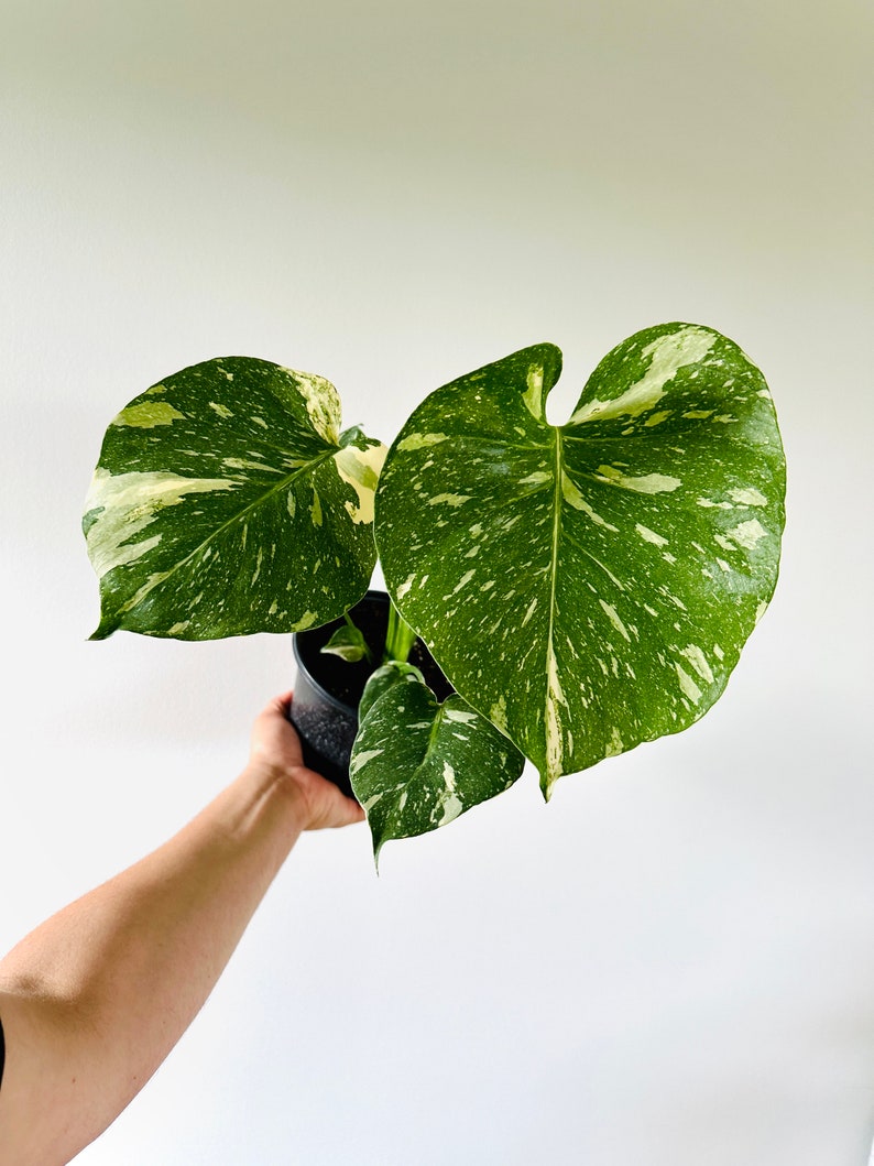 Monstera Thai Constellation Plant - 5” Pot - High Variegation Aroid - Live Houseplant for Indoor Gardening - Rare Foliage