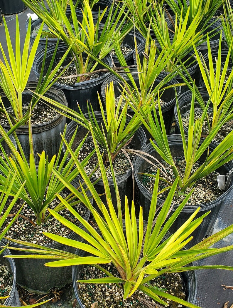 Copernicia gigas Palm - Live Outdoor Plant - Hardy Tropical Palm - Copernicia gigas - Minor Blemishes May Be Present