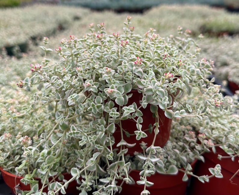 Sedum Little Missy 4" | Variegated Trailing Succulent | Sedum 'Little Missy' | Colorful Ground Cover Plant