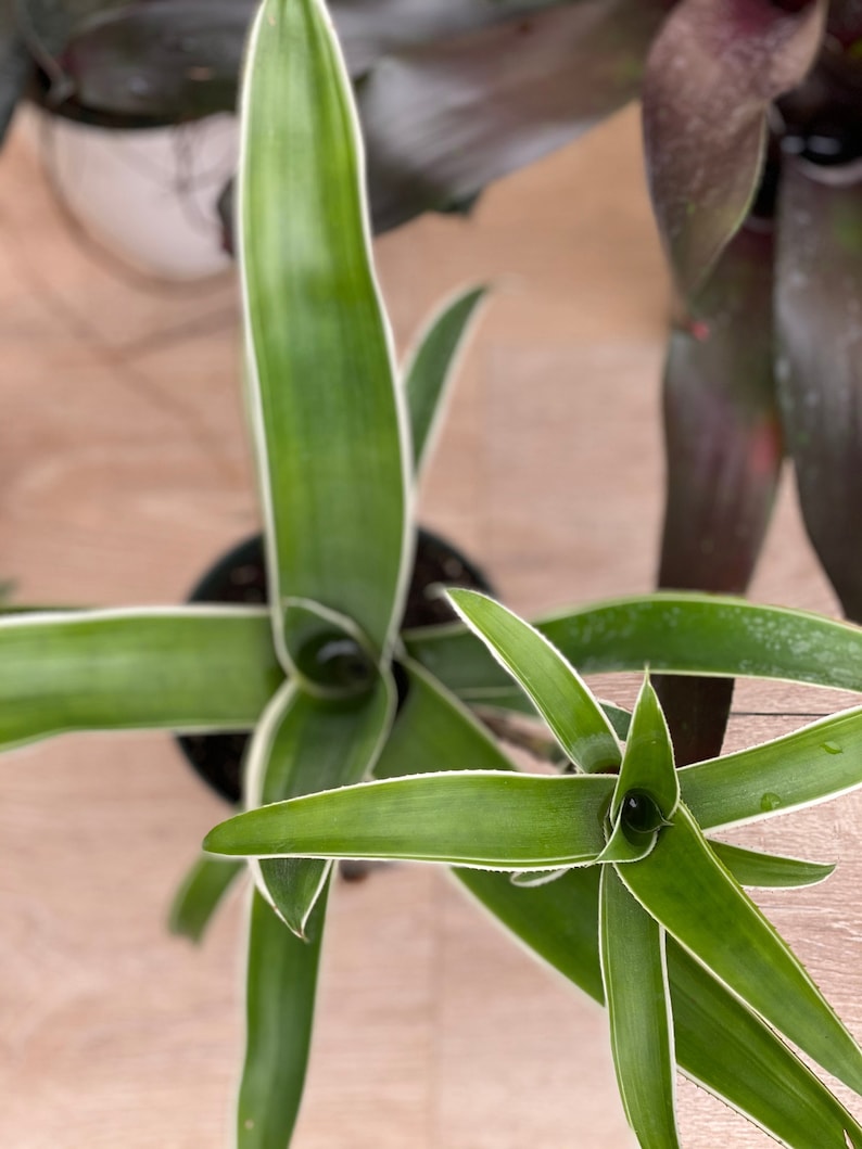 Bromeliad Plant Aechmea Variegated Easy Care Colorful Green White Edges Aechmea Species for Home and Garden Decor