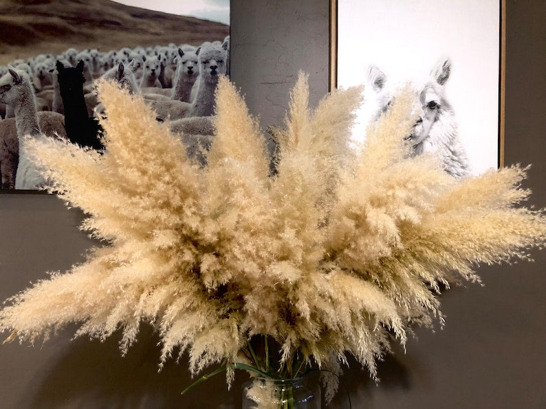 Dried Pampas Grass Bouquet - 3 ft Tall Natural Oatmeal - Eco-Friendly Home Decor, Boho Wedding Floral Arrangement