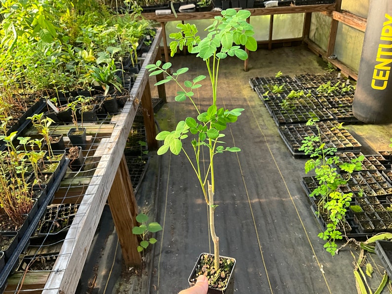 Moringa oleifera Live Plant in 2.5" Pot - Horseradish Tree, Drumstick Tree, Miracle Tree, Edible Nutrient-Rich Leaves