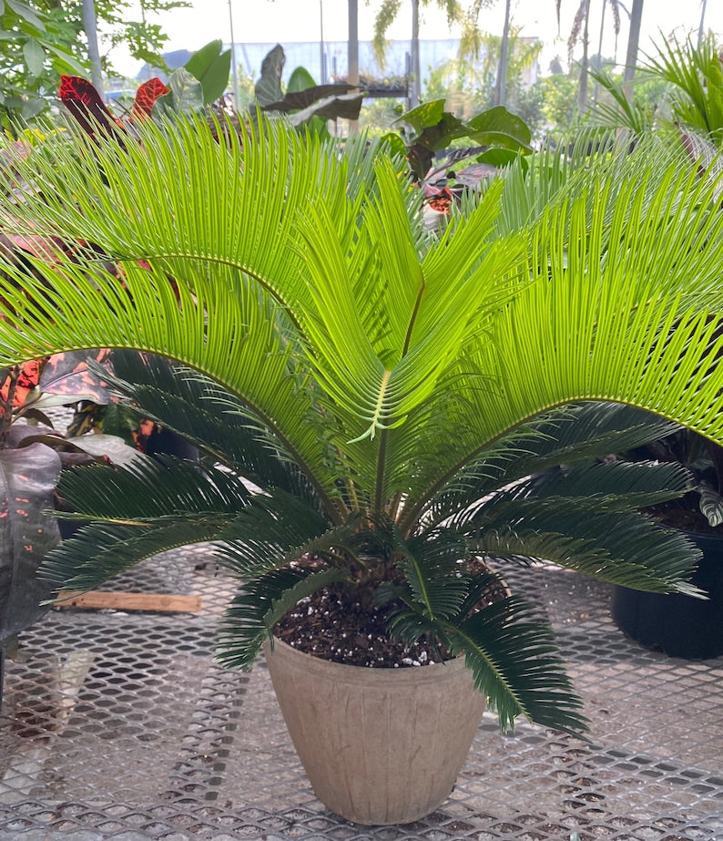cycad plant indoor King Sago Palm Plant - Cycas Revoluta - Ornamental Sago Cycad for Patios and Landscapes