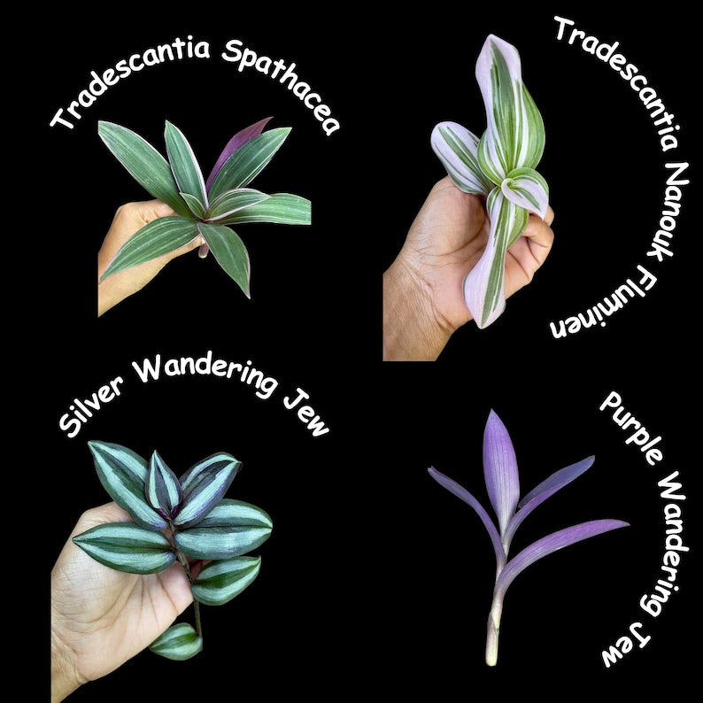 Indoor Plant Cuttings Bundle - Mystery Box of Pothos, Philodendron & Tradescantia - Unique House Plant Clippings for Propagation