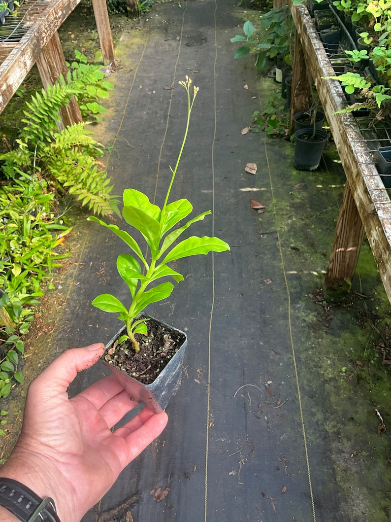 Live Plant 2.5" Pot Java Ginseng Jewels of Opar Sour Leaf Talinum paniculatum Edible Perennial Drought Tolerant