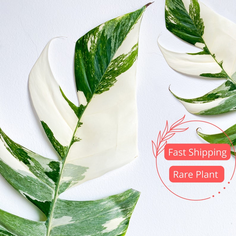 large marble pothos Large Pothos Starter Plant | Epipremnum Pinnatum Marble Variegated