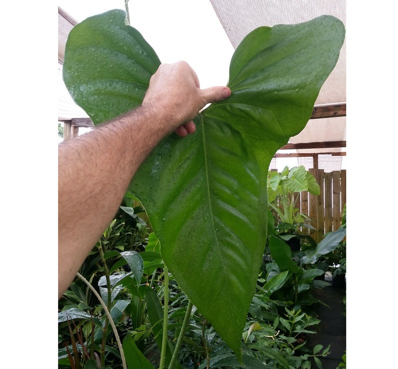 anthurium faustomirandae for sale Anthurium Hybrid Plant - Large Thick Leaves - Anthurium faustomirandae x watermaliense