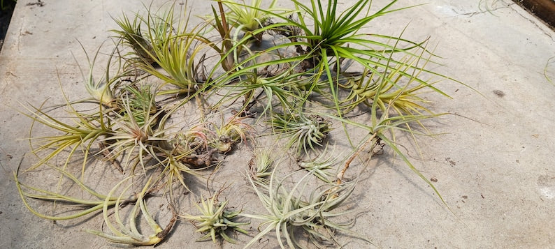 buy air plant seeds Tillandsia Air Plant Multi-Pack - 10, 15, or 25 Assorted Varieties