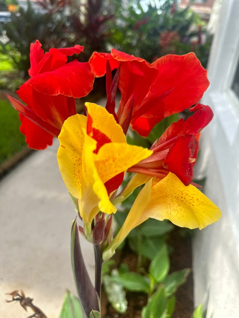 Canna Lily Bare Root - Cleopatra Variety - Hardy Flowering Plant - Canna indica