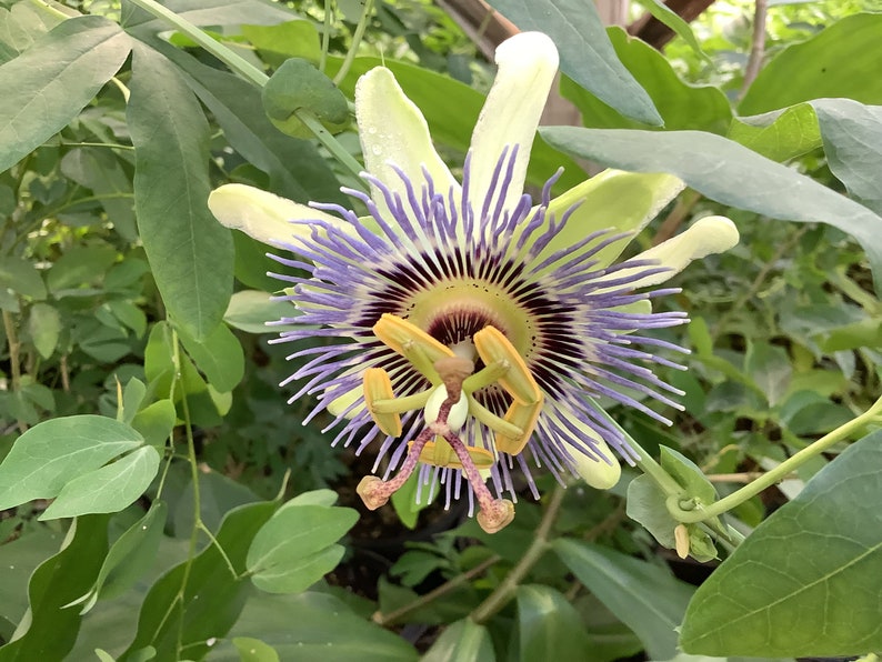 passion flower potted plant Edible Passion Vine Plant - Passiflora caerulea - Exotic!
