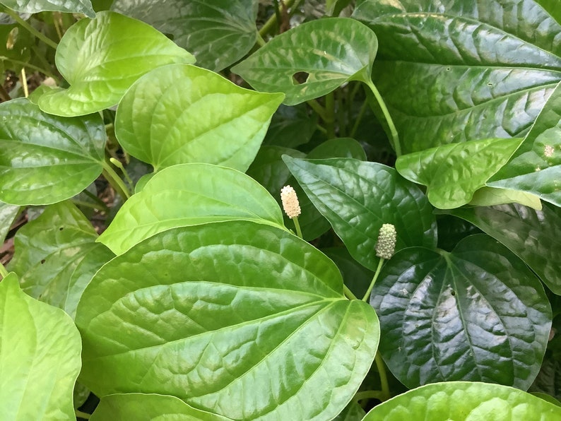 La Lot Live Plant 2.5" Pot - Cha-Plu, Piper sarmentosum, Exotic Edible Herb, Glossy Heart-Shaped Leaves, Free Shipping over $35