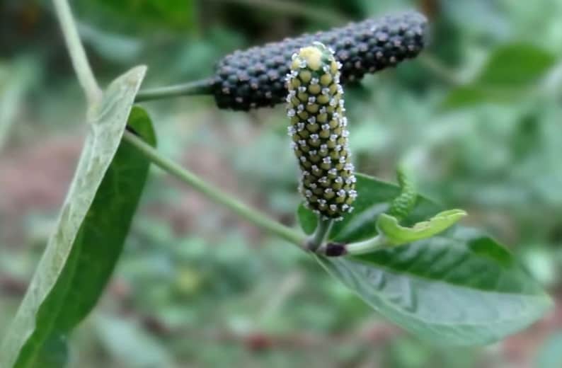 Long Pepper Live Starter Plant 4-8 Inch Pippali Piper longum Pesticide-Free Non-GMO Ideal for Tropical Gardens
