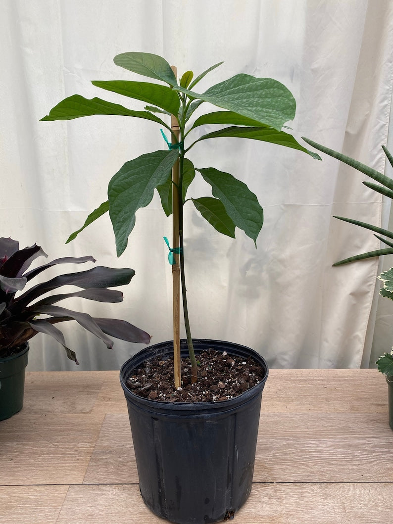 Catalina Avocado Fruit Tree, Container-Friendly, Persea Americana, Fast-Growing, Homegrown Avocados for Your Garden