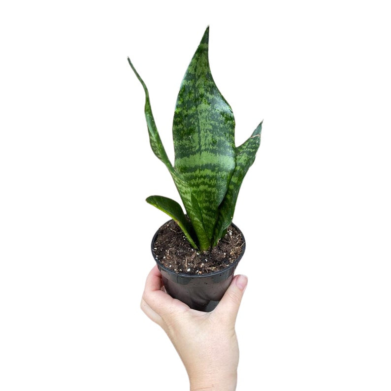 Snake Plant in 3" Pot | Mother-In-Law's-Tongue | Sansevieria Zeylanica | Indoor Houseplant | Easy Care Greenery