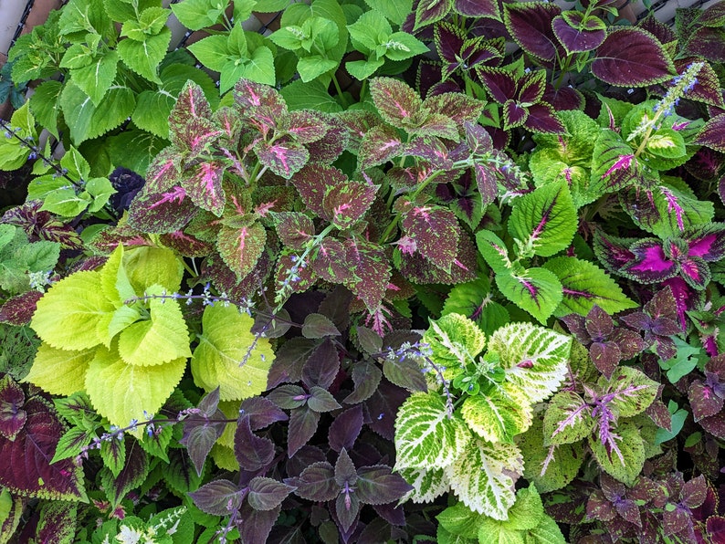 Giant Coleus Seeds Packet - Vibrant Ornamental Plant Mix, Rare Non-GMO Varieties for Indoor & Outdoor Gardening, Solenostemon
