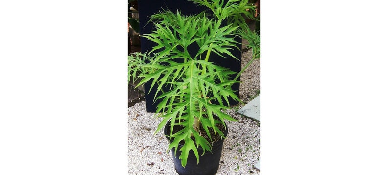 Philodendron Warszewiczii Plant in 4" Pot, Lacey Leaf Aroid, Philodendron warszewiczii - Rare Indoor Climbing Plant