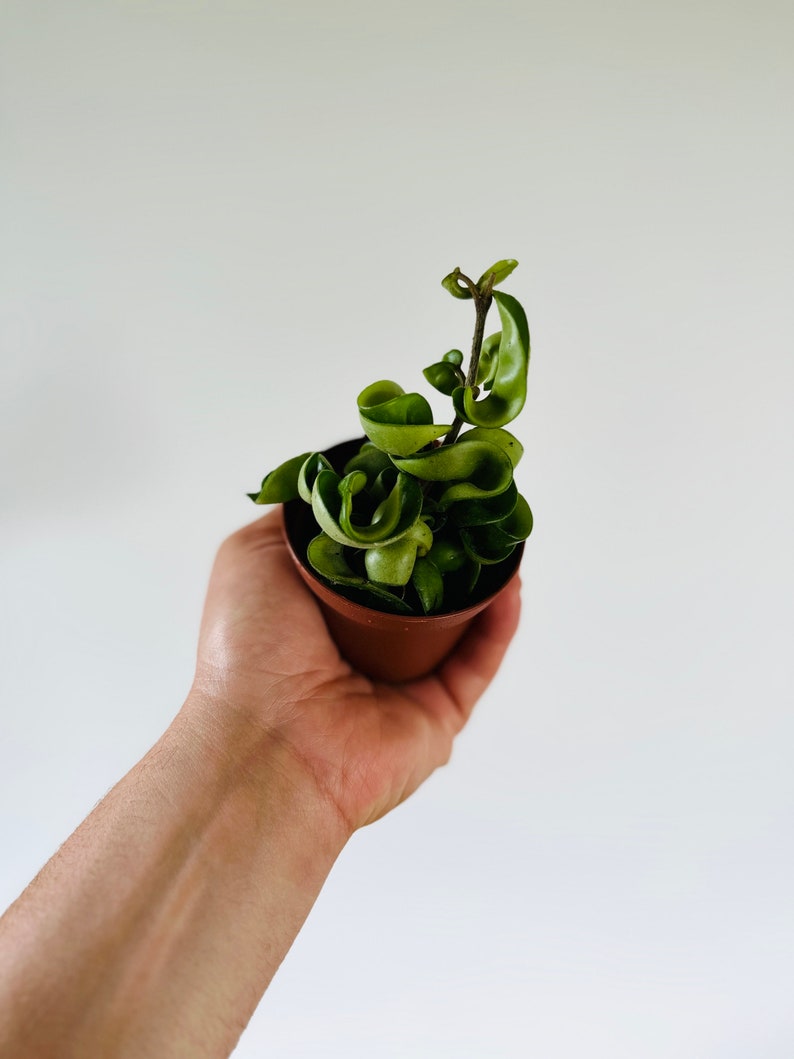 Hoya Compacta 3” Tropical Wax Plant - Hindu Rope Plant, Krinkle Foliage (Hoya carnosa compacta)