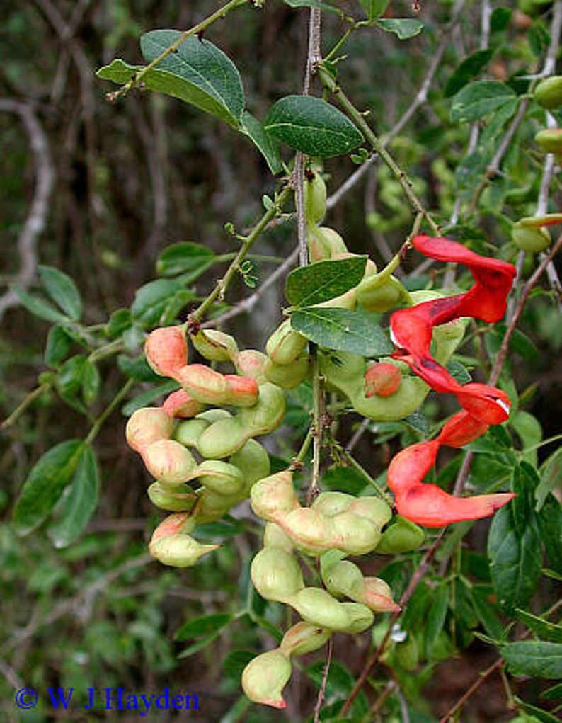 Manila Tamarind Plant - 2.5" Pot - Guamauchil - Pithecellobium dulce - Tropical Fruit Tree - Free Shipping on $35 Orders