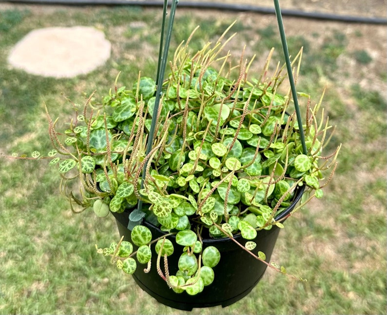 String of Turtles 6" Trailing Succulent | Peperomia Prostrata | Rare Houseplant for Indoor Gardening