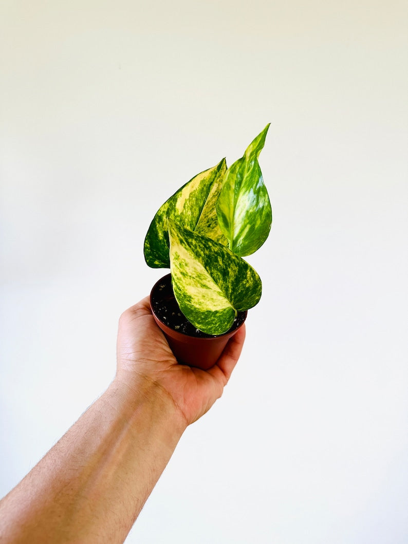 Pothos Valencia Starter Plant - Neon Yellow Variegation - Teruno Pothos - Tropical Houseplant - Easy to Grow - 3 Inch Container
