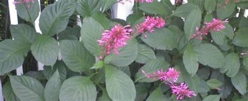 Purple Firespike Plant, 2.5" Pot, Fuchsia Purple Flowers, Odontonema callistachyus, Tropical Perennial, Free Shipping Over $35