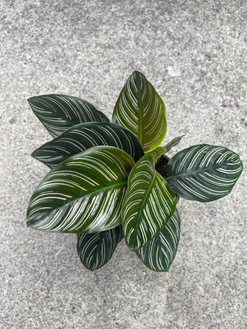pinstripe prayer plant care Calathea Ornata Plant | Pinstripe Prayer Plant | Easy Care Houseplant | Low Light