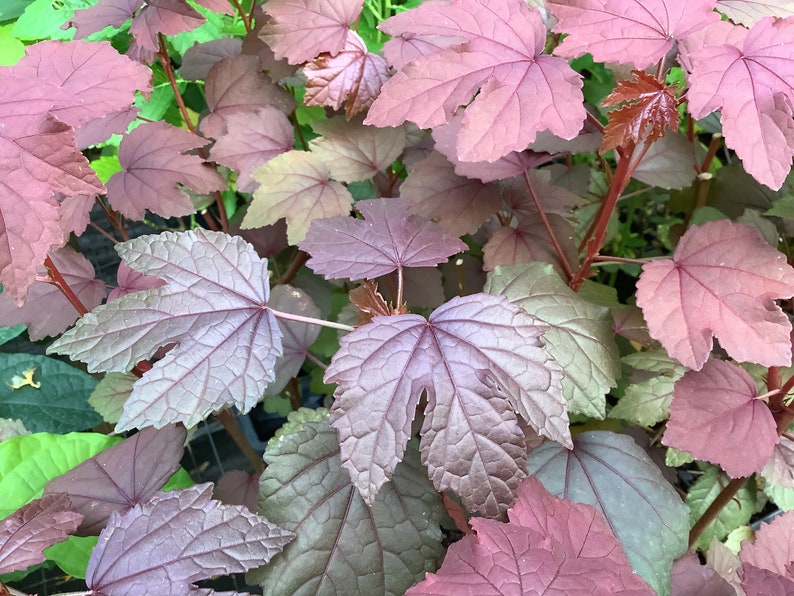 Cranberry Hibiscus Plant, 2.5" Pot, Florida Cranberry, Hibiscus acetosella, Edible Red Leaves, Fast Growing Shrub