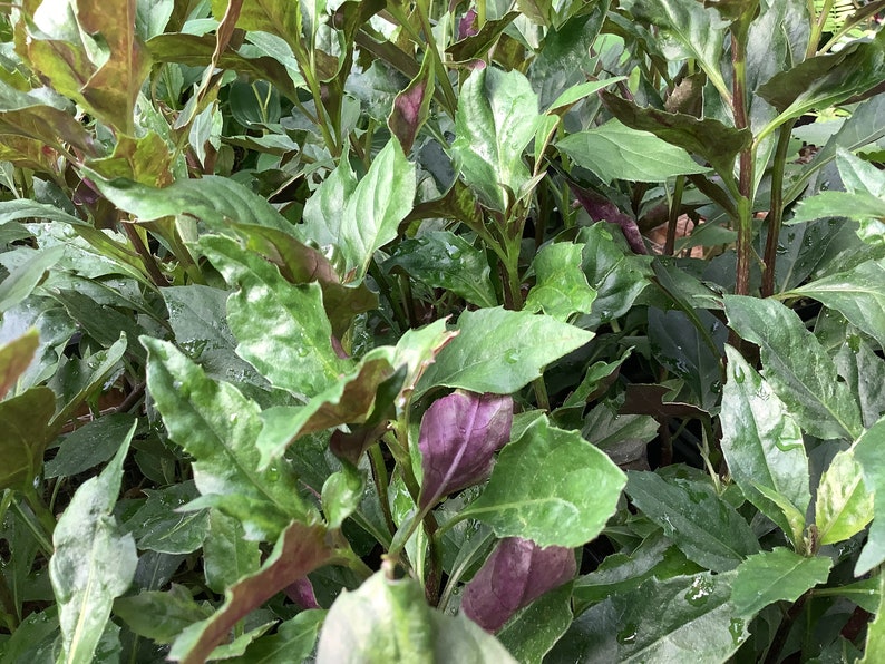 Okinawan Spinach Plant, 2.5” Pot, Gynura bicolor, Edible Salad Green, Purple & Green Leaves, Perennial Herb