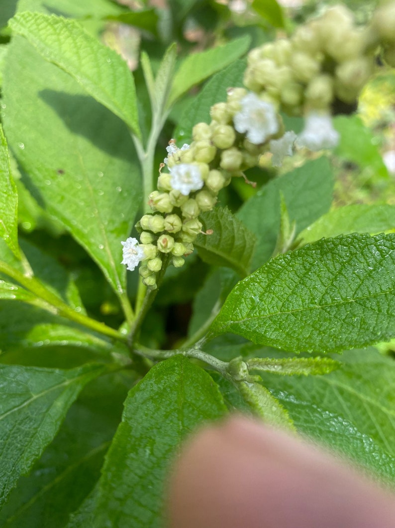 Chicken Noodle Soup Plant 2.5" Pot, Rare Bouillon Plant, Cordia verbenacea, Edible Herb, Unique Culinary Plant