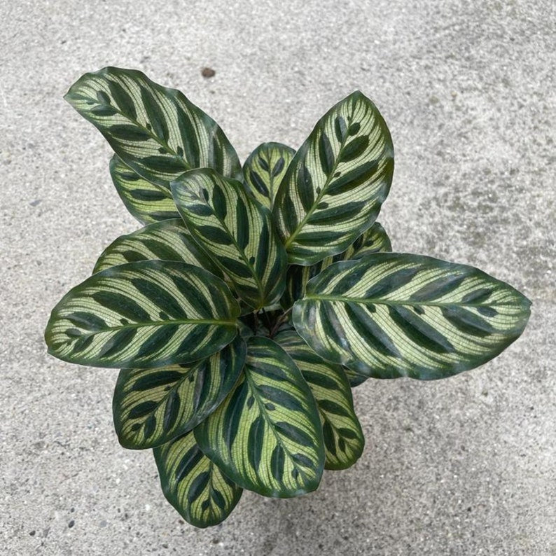 calathea plant air purifier Calathea 'Makoyana'