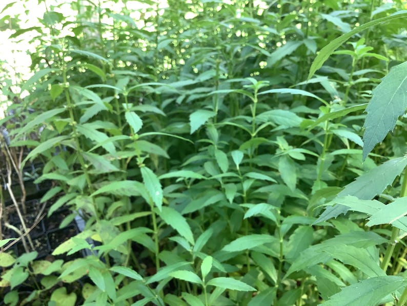 Chinese Bugle Weed Plant, 2.5” Pot, Lycopus lucidus, Edible Perennial Herb for Medicinal Use, Cold-Hardy Garden Plant