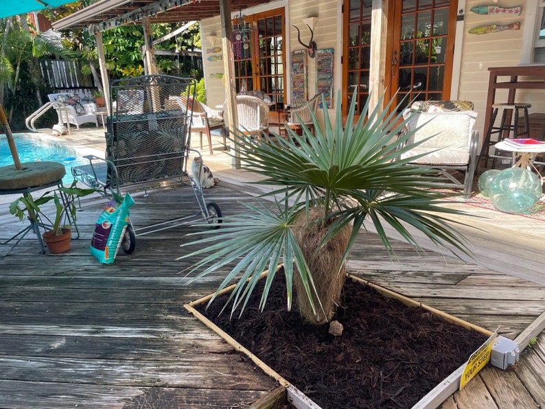 Old Man Palm Plant - Rare Coccothrinax crinita - Exotic Indoor/Outdoor Tropical Palm for Home Decor
